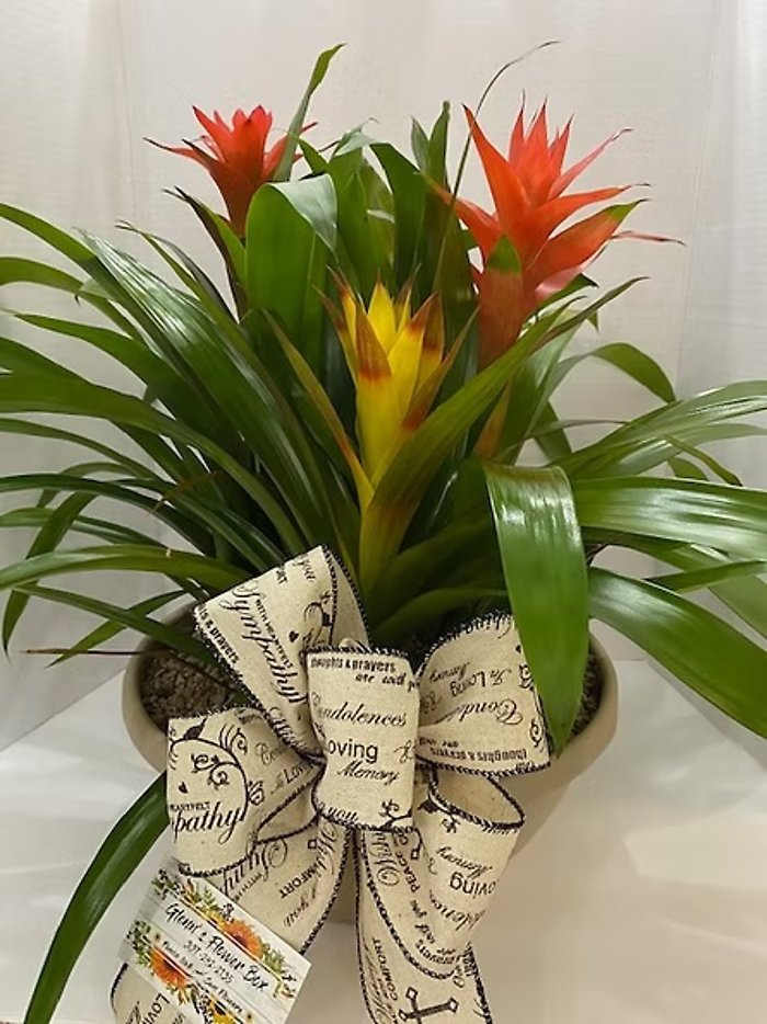 Triple Bromeliad Basket
