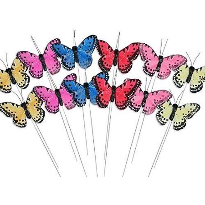 Butterfly Pic