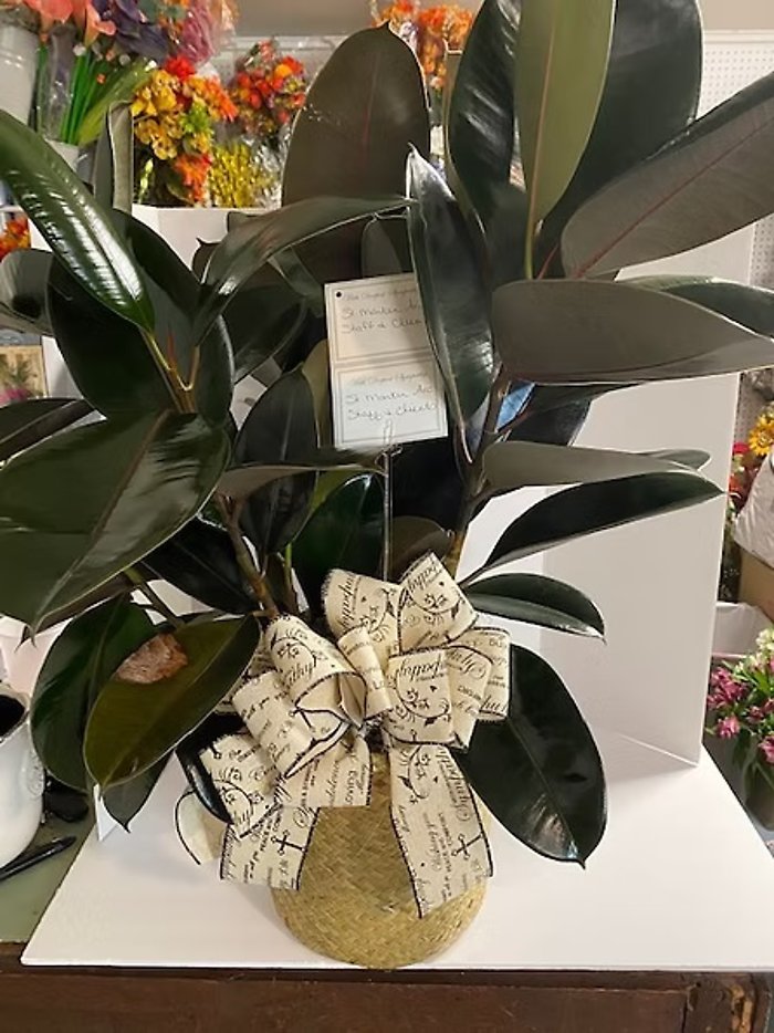 Rubber Plant, 10 inch