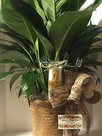 8 inch Peace Plant with a Hand Painted Candle